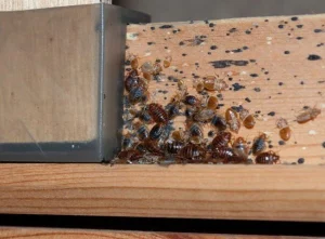 مكافحة البق