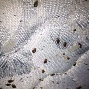 شركة مكافحة البق بالرياض